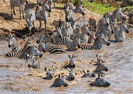 simsearch:841-03673537,k - Kenya, Narok County, Masai Mara National Reserve.  Zebras swim across the Mara River. Photographie de stock - Rights-Managed, Code: 862-07910197