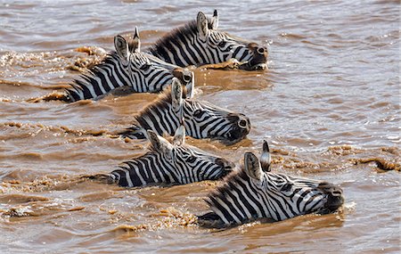 simsearch:841-03673537,k - Kenya, Narok County, Masai Mara National Reserve.  Zebras swim across the Mara River. Photographie de stock - Rights-Managed, Code: 862-07910198