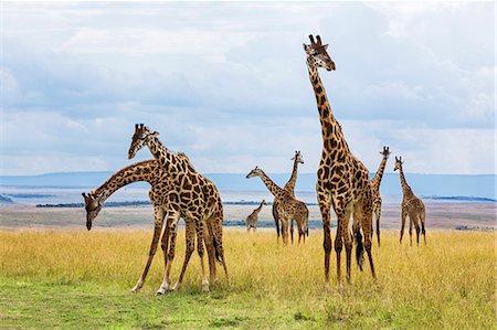 Kenya, Narok County, Masai Mara National Reserve. A herd of Masai Giraffes on the plains of Masai Mara. Stock Photo - Rights-Managed, Code: 862-07910206