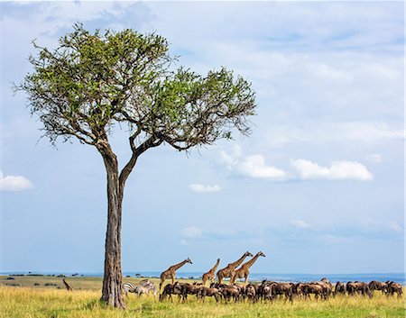 Kenya, Narok County, Masai Mara National Reserve. Masai Giraffes tower above a mixed herd of wildebeest and zebra on the plains of Masai Mara. Stock Photo - Rights-Managed, Code: 862-07910207