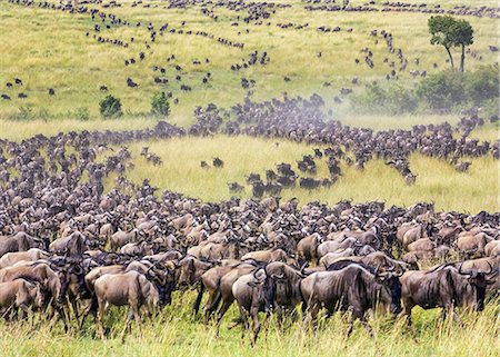 Kenya, Narok County, Masai Mara National Reserve. Long columns of Wildebeest cross the grassy plains of Masai Mara during the annual migration of these antelopes. Stock Photo - Rights-Managed, Code: 862-07910220