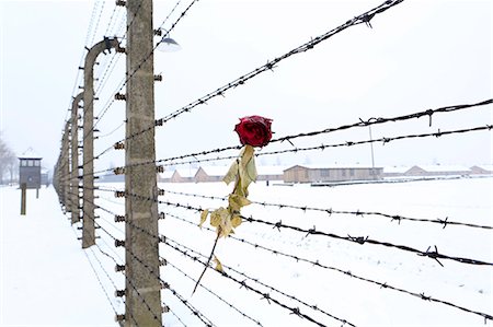 Europe, Eastern Europe, Poland, Auschwitz-Birkenau (German Nazi Concentration and Extermination Camp) Memorial and State Museum, a rose on the barbed wire fence outside the camp Stock Photo - Rights-Managed, Code: 862-07910432