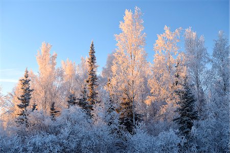 Tree in winter, Fairbanks, Alaska, USA Stock Photo - Rights-Managed, Code: 862-07910930