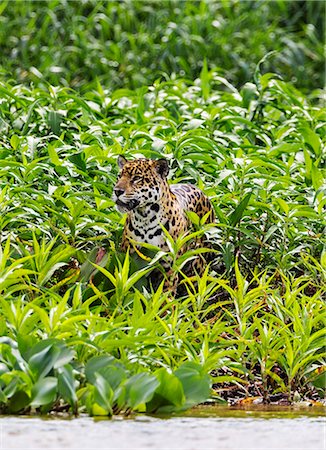 predator - Brazil, Pantanal, Mato Grosso do Sul. A magnificent Jaguar pauses in green riverine vegetation on the banks of the Cuiaba River. Stock Photo - Rights-Managed, Code: 862-08090011