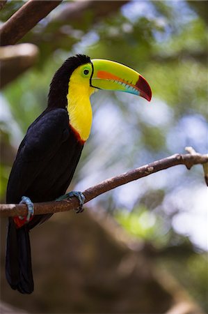 Costa Rica, Alajuela, La Fortuna. A Keel-Billed Toucan in the wildlife preserve at The Springs Resort and Spa. Stock Photo - Rights-Managed, Code: 862-08090076