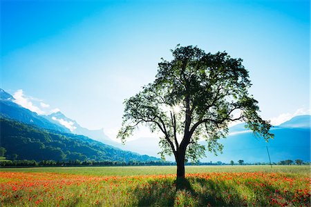 flower tree sunrise - Europe, France, Haute Savoie, Rhone Alps, Poppy field Stock Photo - Rights-Managed, Code: 862-08090163