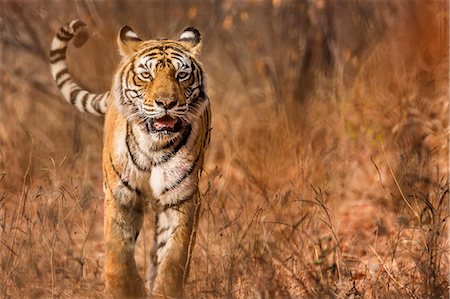 Asia, India, Rasthan, Ranthambore National Park. Tiger Photographie de stock - Rights-Managed, Code: 862-08090311