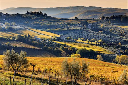 Italy, Italia. Tuscany, Toscana. Firenze district. Chianti. Panzano in Chianti Stock Photo - Rights-Managed, Code: 862-08090457