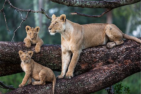 Africa, Kenya, Masai Mara, Narok County. A watchful Lioness and her cubs on a branch. Stock Photo - Rights-Managed, Code: 862-08090695