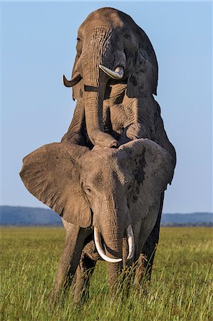 Africa, Kenya, Masai Mara, Narok County. African elephants mating Photographie de stock - Rights-Managed, Code: 862-08090696