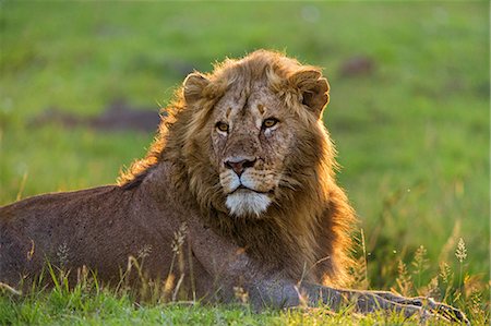 predator - Africa, Kenya, Narok County, Masai Mara National Reserve. Lion in the early morning light. Stock Photo - Rights-Managed, Code: 862-08090728