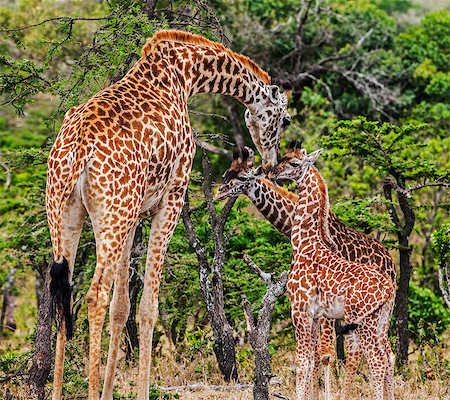 Africa, Kenya, Narok County, Masai Mara National Reserve. A Giraffe and her young calves. Stock Photo - Rights-Managed, Code: 862-08090759