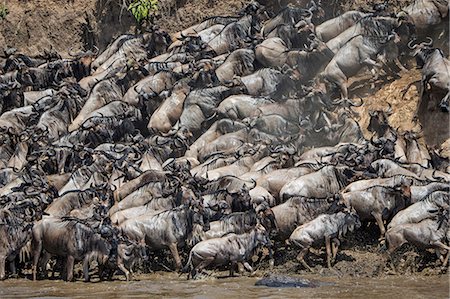 simsearch:841-03673537,k - Africa, Kenya, Narok County, Masai Mara National Reserve. Wildebeest migration Photographie de stock - Rights-Managed, Code: 862-08090778