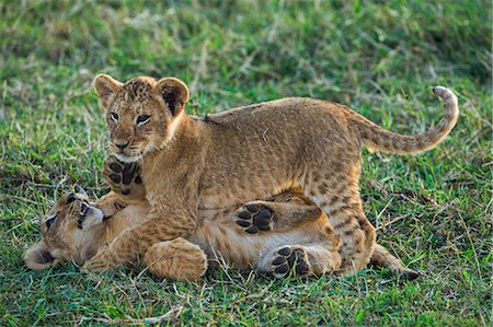 playful cats - Africa, Kenya, Narok County, Masai Mara National Reserve. Lion cubs playing. Stock Photo - Rights-Managed, Code: 862-08090781