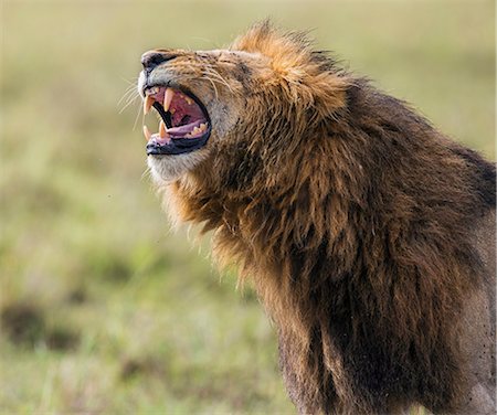 simsearch:400-04171805,k - Africa, Kenya, Narok County, Masai Mara National Reserve. Lion yawning. Stock Photo - Rights-Managed, Code: 862-08090801