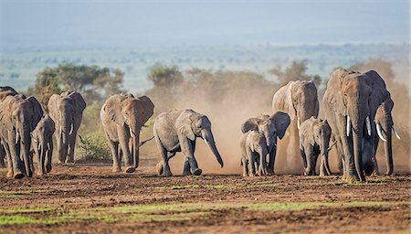 simsearch:862-07690372,k - Kenya, Kajiado County, Amboseli National Park. A herd of African elephants on the move. Stock Photo - Rights-Managed, Code: 862-08090861