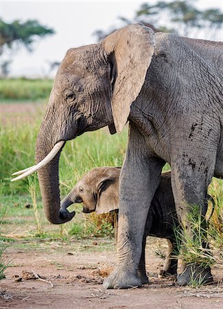 simsearch:862-07690372,k - Kenya, Kajiado County, Amboseli National Park. A baby African elephant rests its trunk on its mother' s trunk. Stock Photo - Rights-Managed, Code: 862-08090871