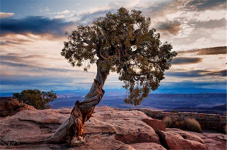 U.S.A., Utah, Dead Horse Point State Park, Juniper Tree Stock Photo - Rights-Managed, Code: 862-08091399