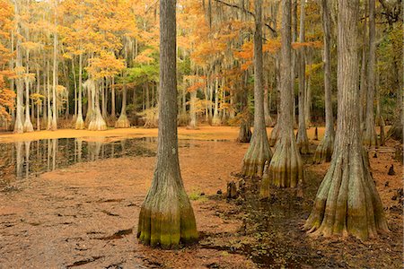 southern states - USA, Florida, Tallahassee, Panhandle, Tallahasse Museum, Cedar swamp, Stock Photo - Rights-Managed, Code: 862-08091502