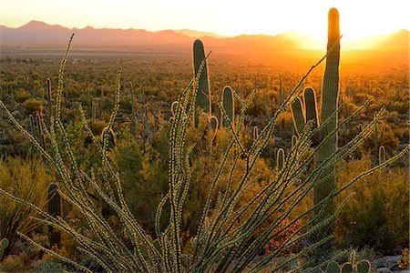 USA, Arizona, Tucson, Saguaro National Park, Sunset at signal mountain Foto de stock - Con derechos protegidos, Código: 862-08274057