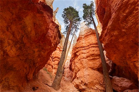 simsearch:862-08091453,k - Bryce Canyon National Park, Utah, USA. view of two trees and hoodoos Stock Photo - Rights-Managed, Code: 862-08274097