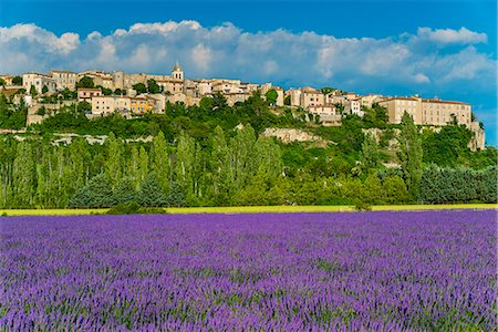 View of village of Sault with field of lavander in bloom, Vaucluse, Provence, France Stock Photo - Rights-Managed, Code: 862-08273098