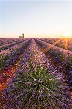 flower tree sunrise - Provence, Valensole Plateau, France, Europe. Lonely farmhouse and cypress tree in a Lavender field in bloom, sunrise with sunburst. Stock Photo - Rights-Managed, Code: 862-08273129