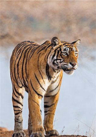India, Rajasthan, Ranthambhore.  A female Bengal tiger stares intently after calling her cubs. Photographie de stock - Rights-Managed, Code: 862-08273239
