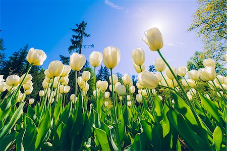 Villa Taranto, lake Maggiore, Piedmont, Italy. Tulips labyrinth in bloom. Stock Photo - Rights-Managed, Code: 862-08273339