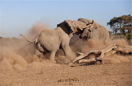 Kenya, Amboseli National Park. Large bull elephants fight for dominance. Photographie de stock - Rights-Managed, Code: 862-08273538