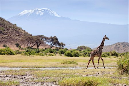 Kenya, Amboseli National Park. A giraffe ambling across, with Mount Kilimanjaro in the background. Stock Photo - Rights-Managed, Code: 862-08273532