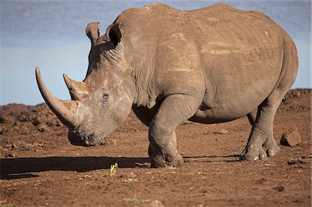 safaring - Kenya, Lewa Conservancy. A lumbering white rhino. Stock Photo - Rights-Managed, Code: 862-08273544