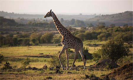 Kenya, Mara North Conservancy. A Maasai giraffe wanders slowly through the Mara. Stock Photo - Rights-Managed, Code: 862-08273582