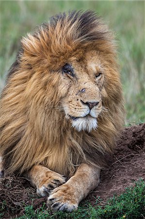 Africa, Kenya, Masai Mara National Reserve. Scarface Stock Photo - Rights-Managed, Code: 862-08273656