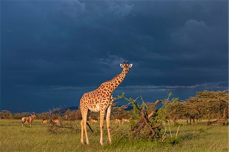 Africa, Kenya, Masai Mara National Reserve. Giraffe with storm clouds Stock Photo - Rights-Managed, Code: 862-08273651