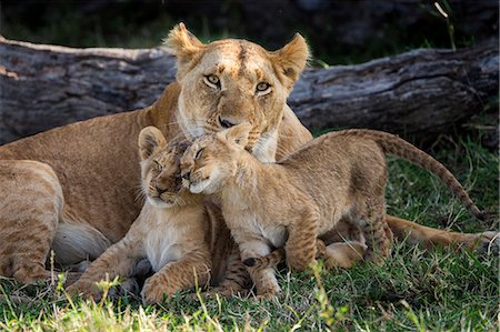 Africa, Kenya, Masai Mara National Reserve. Lioness and cubs Stock Photo - Rights-Managed, Code: 862-08273671