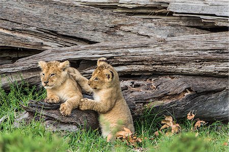 Africa, Kenya, Masai Mara National Reserve. Young lion cubs playing Stock Photo - Rights-Managed, Code: 862-08273688