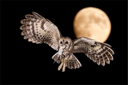 A Tawny owl in night flight with a mouse in its beak, Trentino Alto-Adige, Italy Stock Photo - Rights-Managed, Code: 862-08698824