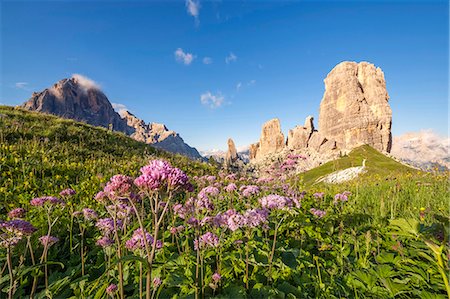 Europe, Italy, Veneto, Veneto, Belluno, Dolomites. Cinque Torri at sunset in the summer with a beautiful flowering of Adenostyles alpina Photographie de stock - Rights-Managed, Code: 862-08698836