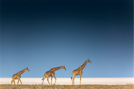 Tree giraffes in Etosha pan, Namibia Stock Photo - Rights-Managed, Code: 862-08698840