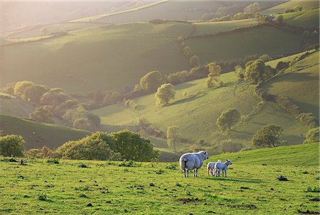 England, North Devon, Combe Martin. Sheep and lambs in rolling countryside near Combe Martin. Stock Photo - Rights-Managed, Code: 862-08699062