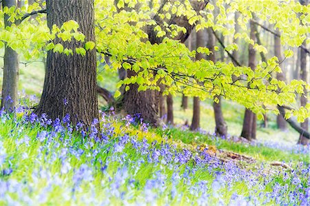 european wild flowers - England, Calderdale. Bluebells and fresh green leaves of spring. Stock Photo - Rights-Managed, Code: 862-08699098