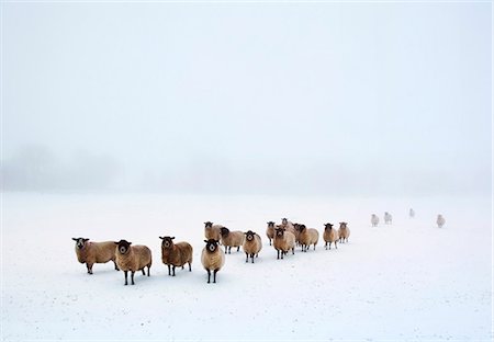 domestic sheep - England, Calderdale. Sheep in snow and fog. Stock Photo - Rights-Managed, Code: 862-08699130