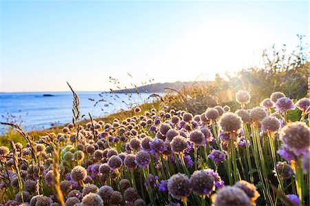England, Cornwall, Isles of Scilly. A study of Sea Thrift flowers at sunset. Stock Photo - Rights-Managed, Code: 862-08699200