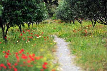 flowers greece - Greece, Amorgos, Katapola. A path through Olive trees with poppies and other wildflowers. Stock Photo - Rights-Managed, Code: 862-08699273