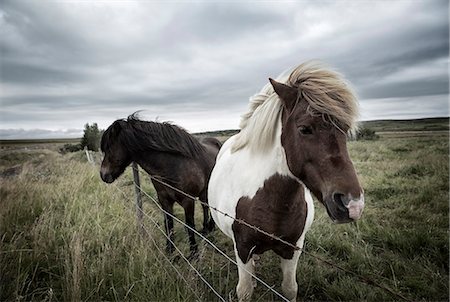 pony - Iceland, South Region. Icelandic horses. Stock Photo - Rights-Managed, Code: 862-08699311