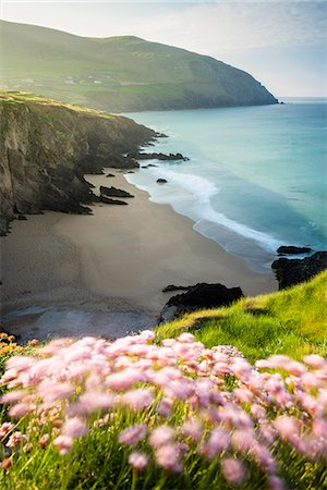 dingle - Slea Head, Dingle peninsula, County Kerry, Munster province, Ireland, Europe.  View of the Coumeenoole beach at sunrise with blurred flowers in the foreground. Stock Photo - Rights-Managed, Code: 862-08699408