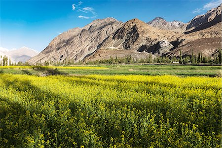people ladakh - Growing Canola (rapeseed), Diskit Monastery, Nubra Valley, Ladakh Stock Photo - Rights-Managed, Code: 862-08704906