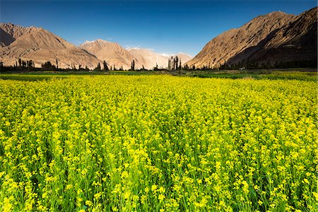 people ladakh - Growing Canola (rapeseed), Nubra Valley, Ladakh Stock Photo - Rights-Managed, Code: 862-08704909