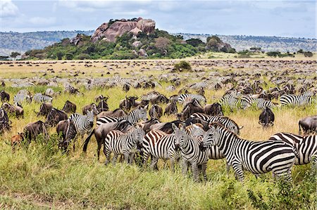 Tanzania, Northern Tanzania, Serengeti National Park. During their annual migration, large herds of wildebeest and zebra graze the vast plains of the Serengeti. Stock Photo - Rights-Managed, Code: 862-08705047